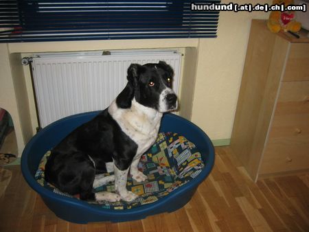 Mittelasiatischer Schäferhund Hunde Foto 9243 Mittelasiatischer Schäferhund shogun