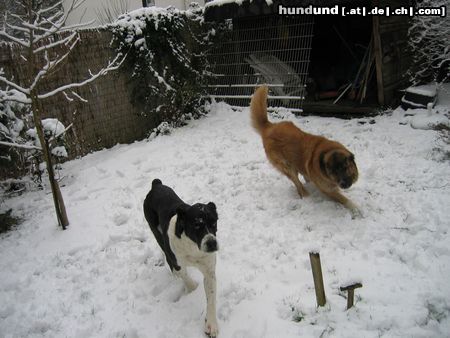 Mittelasiatischer Schäferhund Hunde Foto 9361 Mittelasiatischer Schäferhund :=)nero und shogun spiel mit mir.