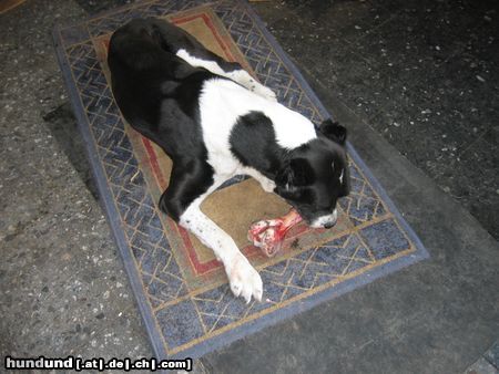 Mittelasiatischer Schäferhund Hunde Foto 12036 Mittelasiatischer Schäferhund Hm das Schmeckt mir aber gut:=)