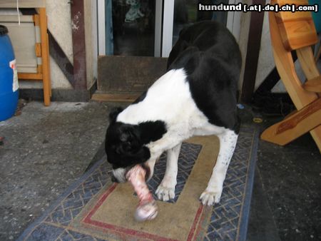 Mittelasiatischer Schäferhund Hunde Foto 11965 Mittelasiatischer Schäferhund Hallo so ein großer Knochen hm lecker