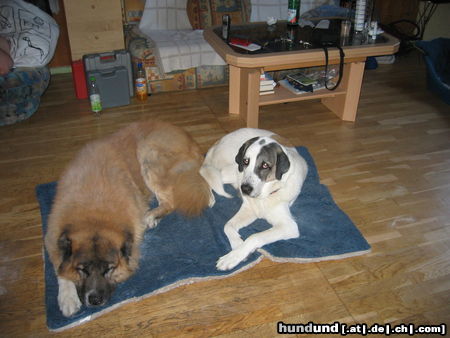 Mittelasiatischer Schäferhund Hunde Foto 25474 in höherer Auflösung ansehen Mittelasiatischer Schäferhund Jup und Nero