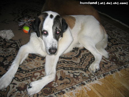 Mittelasiatischer Schäferhund Hunde Foto 26117 in höherer Auflösung ansehen Mittelasiatischer Schäferhund Jup 9 Monate Alt
