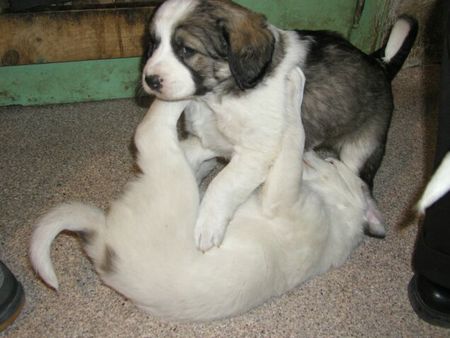 Mittelasiatischer Schäferhund Hunde Foto 2389 Mittelasiatischer Schäferhund ALIN & AJKA mit 6 Wochen