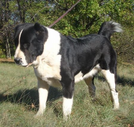 Mittelasiatischer Schäferhund AZAZEL Premium PL - Candidate International Champion, Candidate Multichampion, Candidate Champion of Hungary, Candidate Champion of Slovenia, Candidate Champion of Croatia, Candidate Junior Champion of Italy, Slovenian Club Winner, Winner of Hungary, Winner of Slovenia, Winner of Croatia, Multi Best Female in Breed, Multi Best of Breed Winner, Junior Winner, Best Junior in Breed, Multi Best Puppy in Breed, III BIS Puppy (BAY Alex UA – Berendey BAYBISHE).