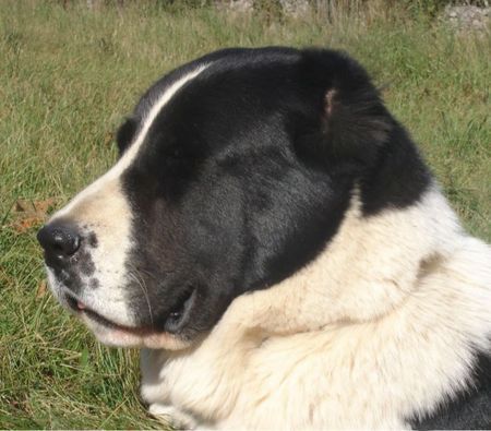 Mittelasiatischer Schäferhund AZAZEL Premium PL - Candidate International Champion, Candidate Multichampion, Candidate Champion of Hungary, Candidate Champion of Slovenia, Candidate Champion of Croatia, Candidate Junior Champion of Italy, Slovenian Club Winner, Winner of Hungary, Winner of Slovenia, Winner of Croatia, Multi Best Female in Breed, Multi Best of Breed Winner, Junior Winner, Best Junior in Breed, Multi Best Puppy in Breed, III BIS Puppy (BAY Alex UA – Berendey BAYBISHE).