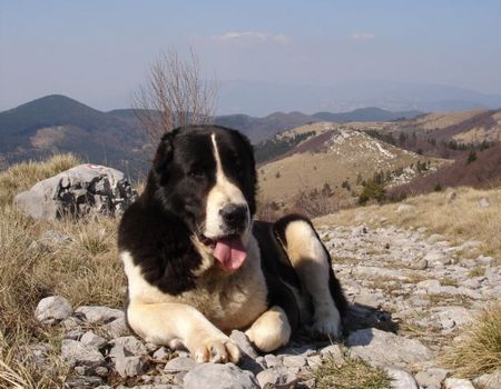 Mittelasiatischer Schäferhund AZAZEL Premium PL - Candidate International Champion, Candidate Multichampion, Candidate Champion of Hungary, Candidate Champion of Slovenia, Candidate Champion of Croatia, Candidate Junior Champion of Italy, Slovenian Club Winner, Winner of Hungary, Winner of Slovenia, Winner of Croatia, Multi Best Female in Breed, Multi Best of Breed Winner, Junior Winner, Best Junior in Breed, Multi Best Puppy in Breed, III BIS Puppy (BAY Alex UA – Berendey BAYBISHE). 