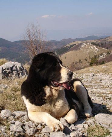 Mittelasiatischer Schäferhund AZAZEL Premium PL - Candidate International Champion, Candidate Multichampion, Candidate Champion of Hungary, Candidate Champion of Slovenia, Candidate Champion of Croatia, Candidate Junior Champion of Italy, Slovenian Club Winner, Winner of Hungary, Winner of Slovenia, Winner of Croatia, Multi Best Female in Breed, Multi Best of Breed Winner, Junior Winner, Best Junior in Breed, Multi Best Puppy in Breed, III BIS Puppy (BAY Alex UA – Berendey BAYBISHE). 