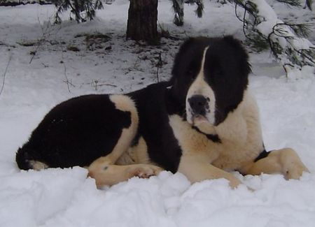 Mittelasiatischer Schäferhund AZAZEL Premium PL - Champion of Bosnia and Herzegovina, Candidate International Champion, Candidate Multichampion, Candidate Champion of Hungary, Candidate Champion of Slovenia, Candidate Champion of Croatia, Candidate Junior Champion of Italy, Slovenian Club Winner, Winner of Hungary, Winner of Slovenia, Winner of Croatia, Multi Best Female in Breed, Multi Best of Breed Winner, Junior Winner, Best Junior in Breed, Multi Best Puppy in Breed, III BIS Puppy (BAY Alex UA – Berendey BAYBISHE).  