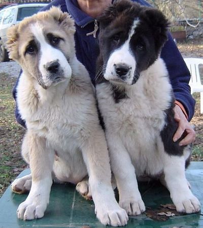 Mittelasiatischer Schäferhund AZAZEL & ASTRA Premium PL - 10 weeks old females.