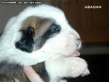 Mittelasiatischer Schäferhund Hunde Foto 10127 Mittelasiatischer Schäferhund male Abadan at 3 weeks; CH Deisy Barsuk x Daikash Hep; Puppies available near to Prague (Czech Republik)