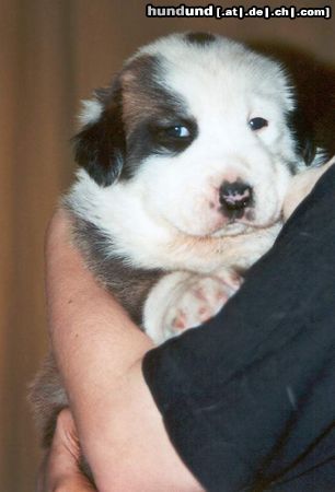 Mittelasiatischer Schäferhund Hunde Foto 10223 Mittelasiatischer Schäferhund son of Daikash Hep x Deisy Barsuk