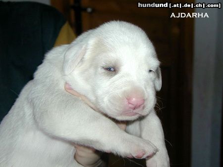 Mittelasiatischer Schäferhund Hunde Foto 10128 Mittelasiatischer Schäferhund female Ajdarha at 3 weeks; CH Deisy Barsuk x Daikash Hep; Puppies available near to Prague (Czech Republik)