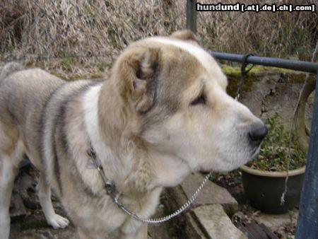 Mittelasiatischer Schäferhund Hunde Foto 20180 in höherer Auflösung ansehen Mittelasiatischer Schäferhund Leo-Koenig des Hauses
