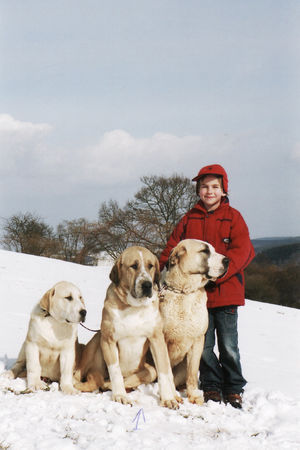 Mittelasiatischer Schäferhund Legeda Asii Babai, Apollonia u. Gornij Briliant Arsuw.