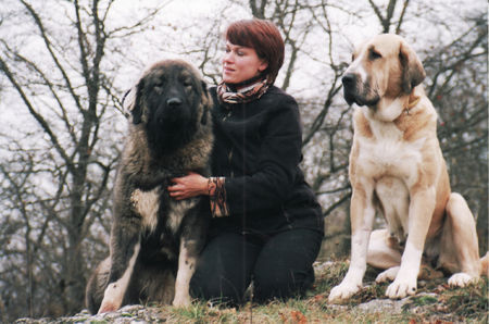 Mittelasiatischer Schäferhund KO Bereginya und MAO Legenda Asii Apollonia