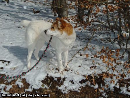 Mittelasiatischer Schäferhund Hunde Foto 25128 in höherer Auflösung ansehen Mittelasiatischer Schäferhund