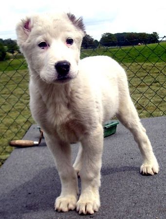 Mittelasiatischer Schäferhund Hunde Foto 34342 Mittelasiatischer Schäferhund Wer bist du denn?