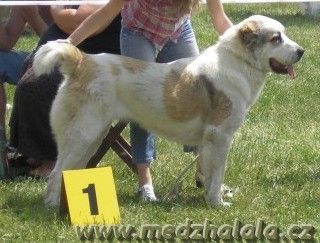 Mittelasiatischer Schäferhund Patisha(Vit-Bir Eldash x Tayshe)