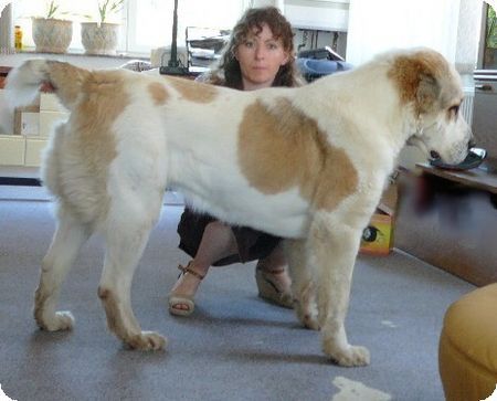 Mittelasiatischer Schäferhund Patisha(Vit-Bir Eldash x Tayshe) -18months-imp.)Russia