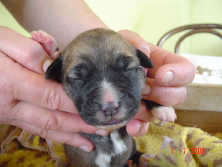 Mittelasiatischer Schäferhund Zora 3 Tage alt...