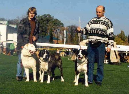 Mittelasiatischer Schäferhund Hunde Foto 899 Mittelasiatischer Schäferhund Argo u Krale Jiriho, Ajka Sadara Big, Audrey z Freudova Rodiste in Stockerau