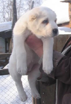 Mittelasiatischer Schäferhund Umka (Darstan Alladin x Aila Ak Sulu,Turkmenia) imp.Iskitim