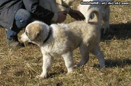 Mittelasiatischer Schäferhund Hunde Foto 3072 Mittelasiatischer Schäferhund AISHA od Dschagaday Chan mit 11 Wochen