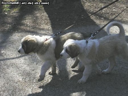 Mittelasiatischer Schäferhund Hunde Foto 3073 Mittelasiatischer Schäferhund AISHA und ALIN od Dschagaday Chan mit 11 Wochen