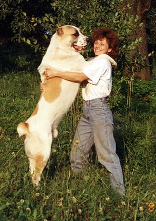 Mittelasiatischer Schäferhund Hunde Foto 1002 Mittelasiatischer Schäferhund So groß ist ein Zentralasiat