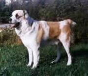 Mittelasiatischer Schäferhund Hunde Foto 717 Mittelasiatischer Schäferhund Bartang Alu Crimea