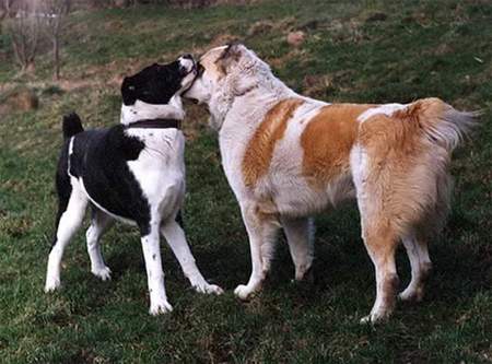 Mittelasiatischer Schäferhund Hunde Foto 898 Mittelasiatischer Schäferhund ZO beim Spiel