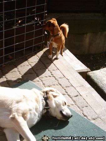 Mittelasiatischer Schäferhund Hunde Foto 15506 Mittelasiatischer Schäferhund caysy und bones in der mittagssonne!