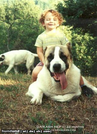 Mittelasiatischer Schäferhund Hunde Foto 8745 Mittelasiatischer Schäferhund Daikash Hep (CH RUS Hunta x CH RUS Hoshgjul Ak Aju)