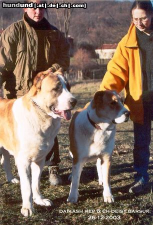 Mittelasiatischer Schäferhund Hunde Foto 8867 Mittelasiatischer Schäferhund Daikash Hep with CH. CZ Deisy