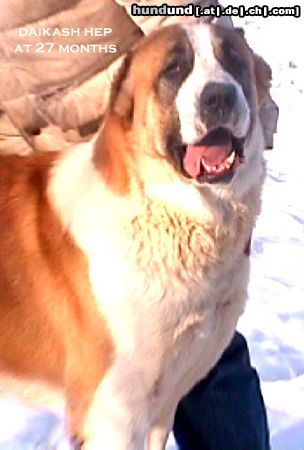 Mittelasiatischer Schäferhund Hunde Foto 8739 Mittelasiatischer Schäferhund Daikash Hep (CH RUS Hunta x CH RUS Hoshgjul Ak Aju)