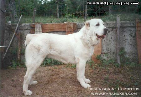 Mittelasiatischer Schäferhund Hunde Foto 8743 Mittelasiatischer Schäferhund Desha Gor (CH RUS Hunta x CH RUS Hoshgjul Ak Aju) 3 x BOB, 2 CACIB, 1 res. CACIB, 2 CAC, 2 res.CAC (1 Res. CAC on Europeandogshow 2003)