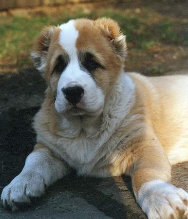 Mittelasiatischer Schäferhund Hunde Foto 955 Mittelasiatischer Schäferhund Falco Barsuk mit etwea zwei Monaten