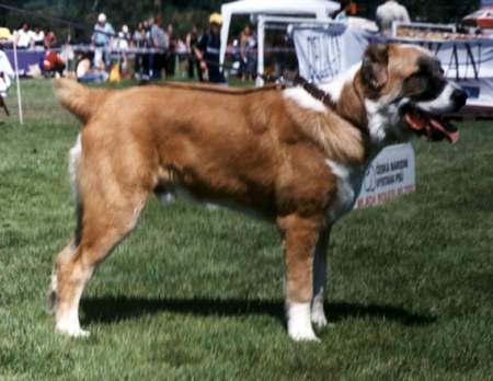 Mittelasiatischer Schäferhund Hunde Foto 891 Mittelasiatischer Schäferhund Farid Barsuk, etwa 10 Monate