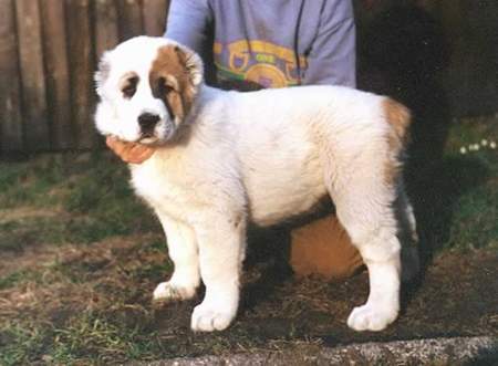 Mittelasiatischer Schäferhund Hunde Foto 890 Mittelasiatischer Schäferhund Foibe Barsuk, etwa zwei Monate