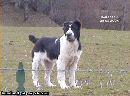 Mittelasiatischer Schäferhund Hunde Foto 10129 Mittelasiatischer Schäferhund female Garabash at 4 months and 1 day; Berendey Bergul x Daikash Hep
