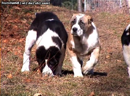 Mittelasiatischer Schäferhund Hunde Foto 8868 Mittelasiatischer Schäferhund daughters of Daikash Hep and Berendey Bergul, available