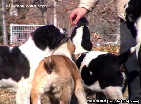 Mittelasiatischer Schäferhund Hunde Foto 8869 Mittelasiatischer Schäferhund daughters of Daikash Hep and Berendey Bergul, available