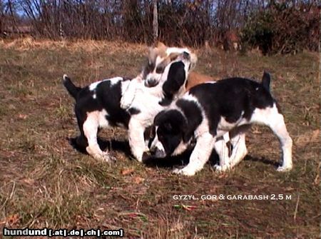 Mittelasiatischer Schäferhund Hunde Foto 8870 Mittelasiatischer Schäferhund daughters of Daikash Hep and Berendey Bergul, available