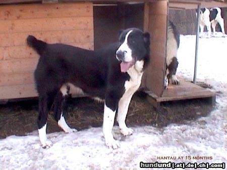 Mittelasiatischer Schäferhund Hunde Foto 8746 Mittelasiatischer Schäferhund Hantau (CH RUS Garabash x CH RUS Luta)