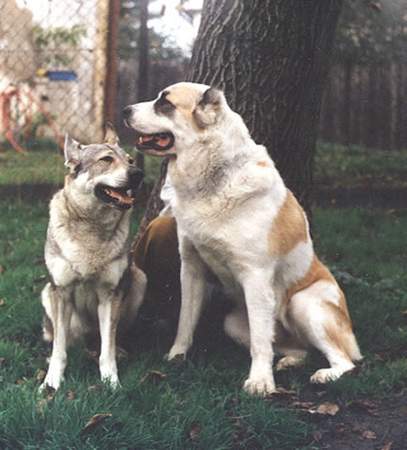 Mittelasiatischer Schäferhund Hunde Foto 956 Mittelasiatischer Schäferhund Vergleich Wolfshund-Zentralasiat