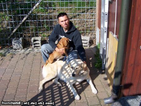Mittelasiatischer Schäferhund Hunde Foto 25442 Mittelasiatischer Schäferhund