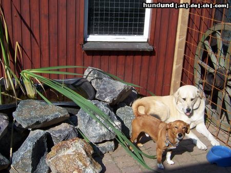 Mittelasiatischer Schäferhund Hunde Foto 25441 Mittelasiatischer Schäferhund