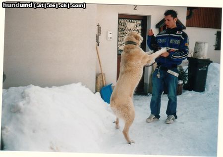 Mittelasiatischer Schäferhund Hunde Foto 10017 Mittelasiatischer Schäferhund Caysy beim Spielen
