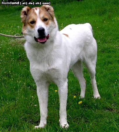Mittelasiatischer Schäferhund Hunde Foto 25106 in höherer Auflösung ansehen Mittelasiatischer Schäferhund Indiana