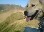 Mittelasiatischer Schäferhund Hunde Foto 44962 in höherer Auflösung ansehen Mittelasiatischer Schäferhund